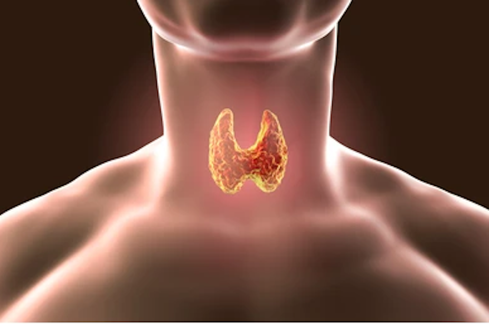 Thyroid gland inside the human body.