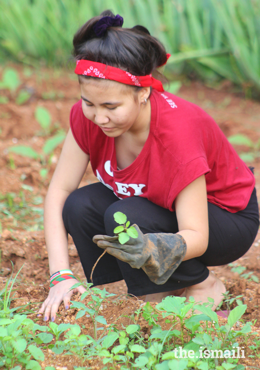 Aga Khan Academy Hyderabad students planned and implemented an organic farm on school grounds during the pandemic.