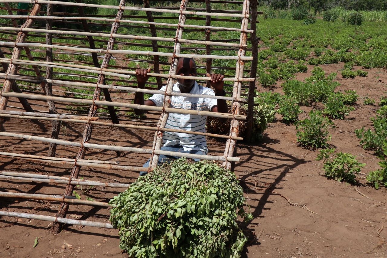 AMCANE Project: Creation of type A rainforests in peanut production (Agriculture and Food Security)