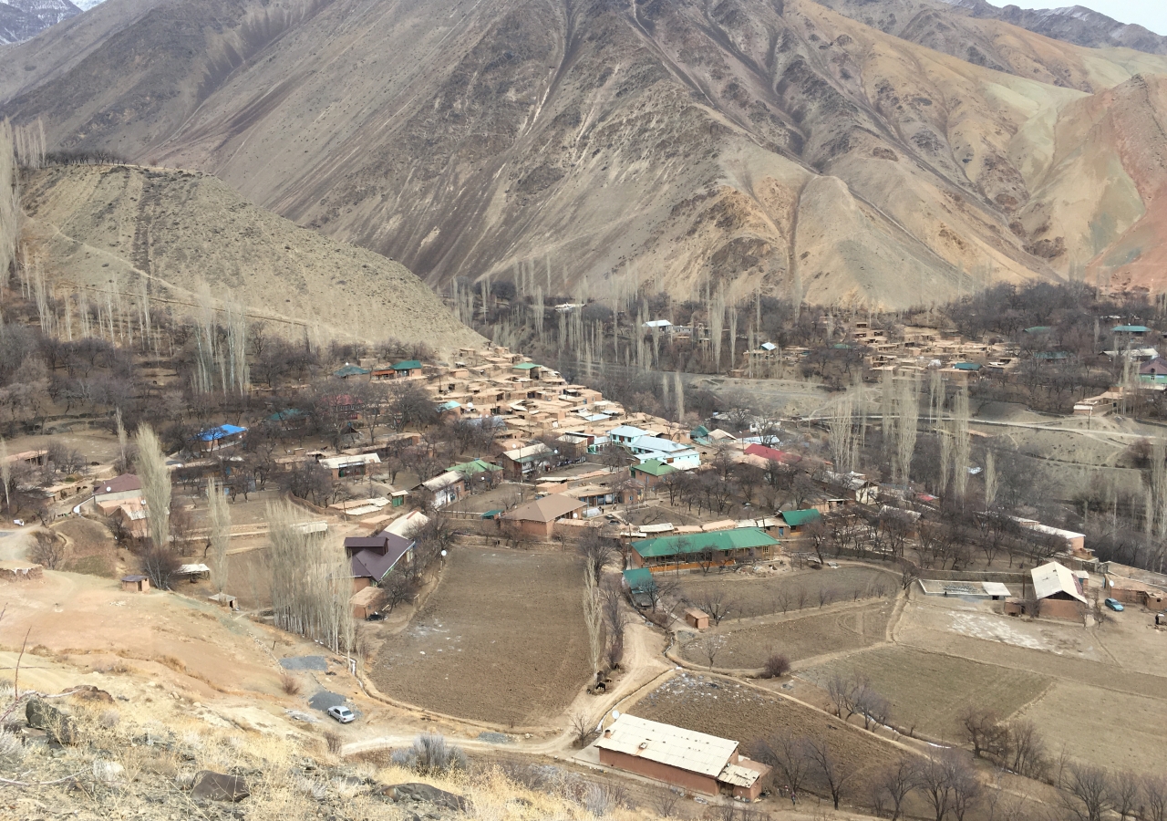 Veshab village in January - showing prepared agricultural land for wheat/barley, old mud houses (part of a World Heritage Site), black over-mature apricot trees needing replacement, and tall linear plantations of poplar trees used for small timber and firewood.