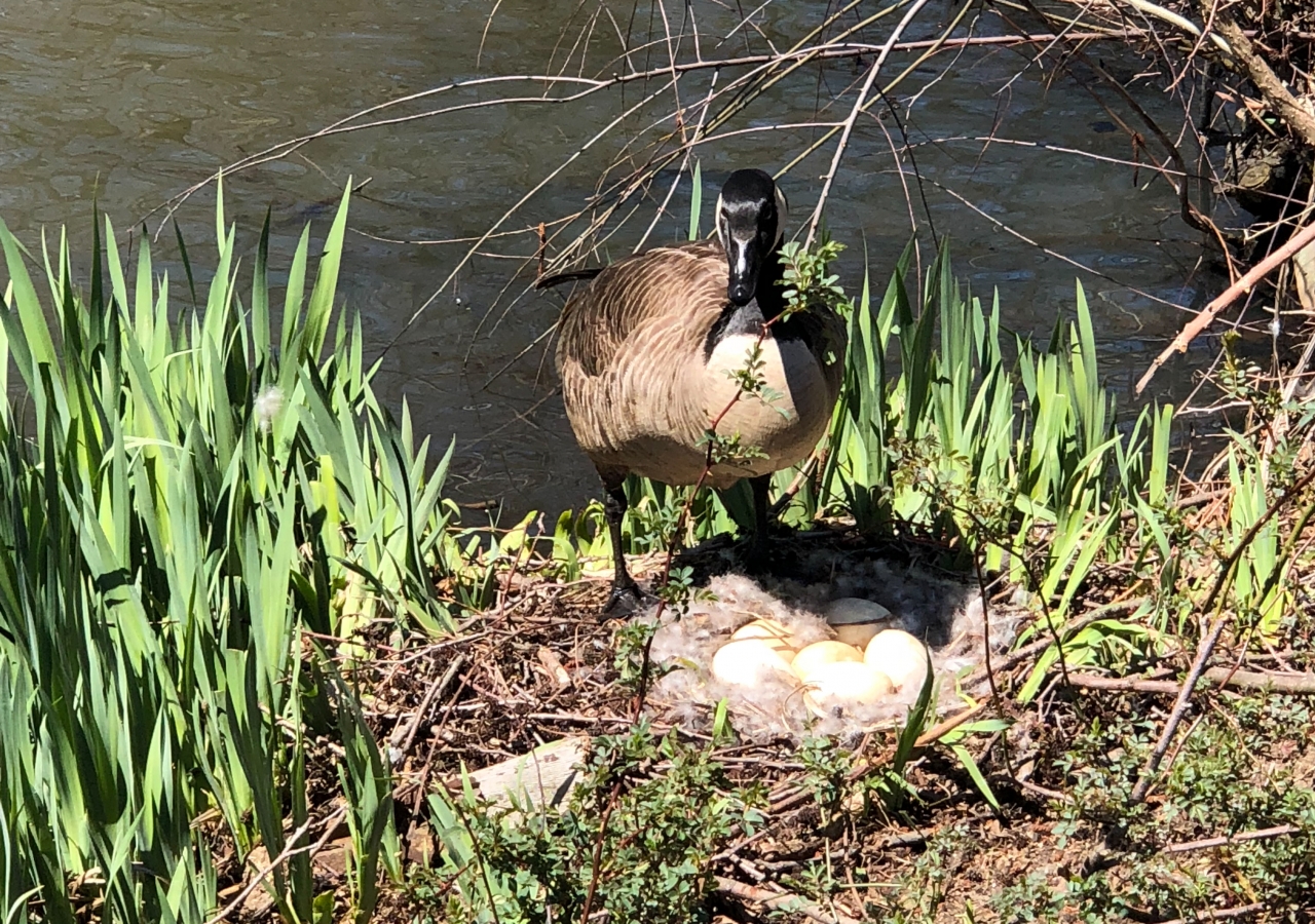 I-CERV Participants during the park beautification were reminded that prks are shared by all living things.