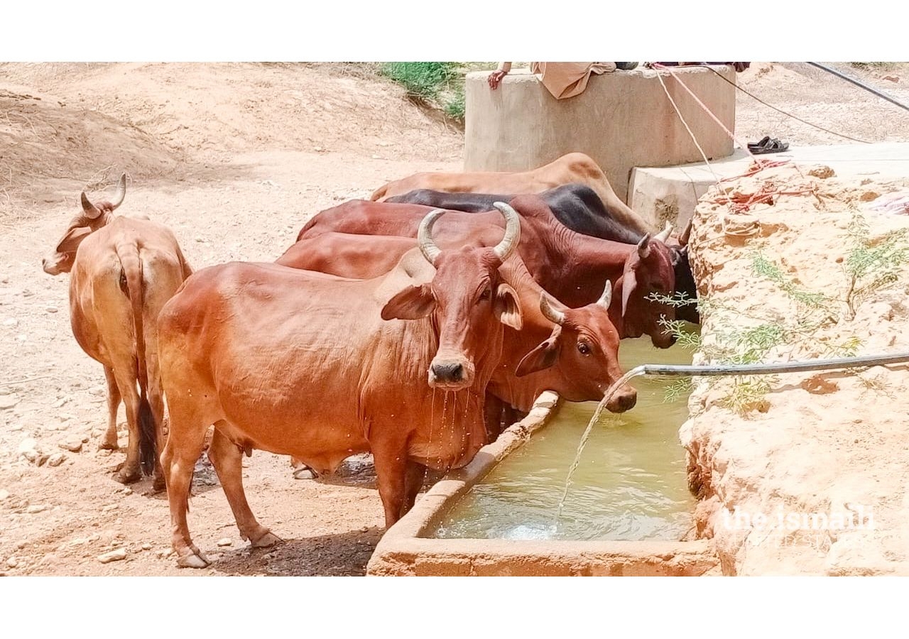 KWA installs solar panel powered water pumps that provide access to water for cattle and birds inhabiting villages surrounded by dry land.