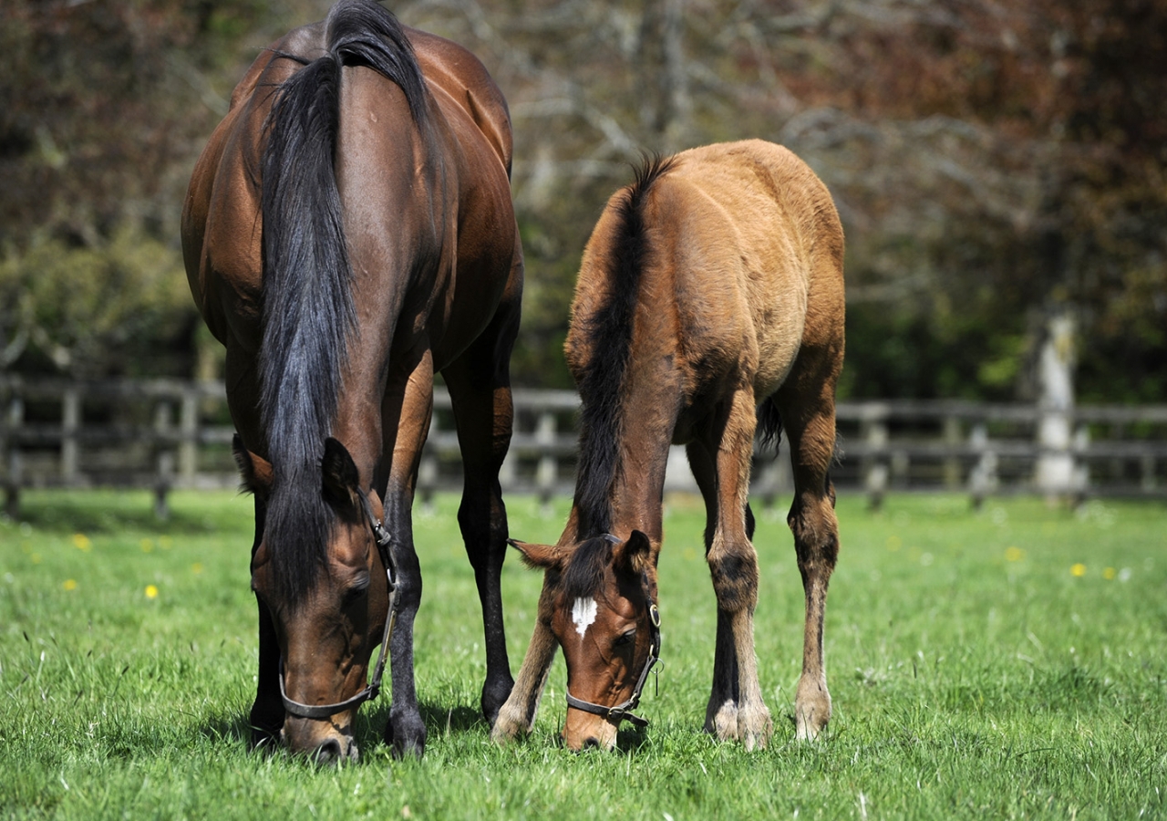 Horse breeding is a 250 year old tradition in Mawlana Hazar Imam's family; many of the horses "are old friends," says Princess Zahra. Ritsuko Naito