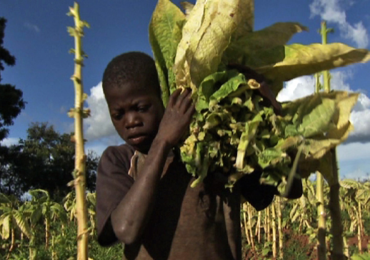 A young boy labours away on a tobacco farm in Malawi. Child workers often develop illnesses after breathing toxins in unhealthy work conditions.