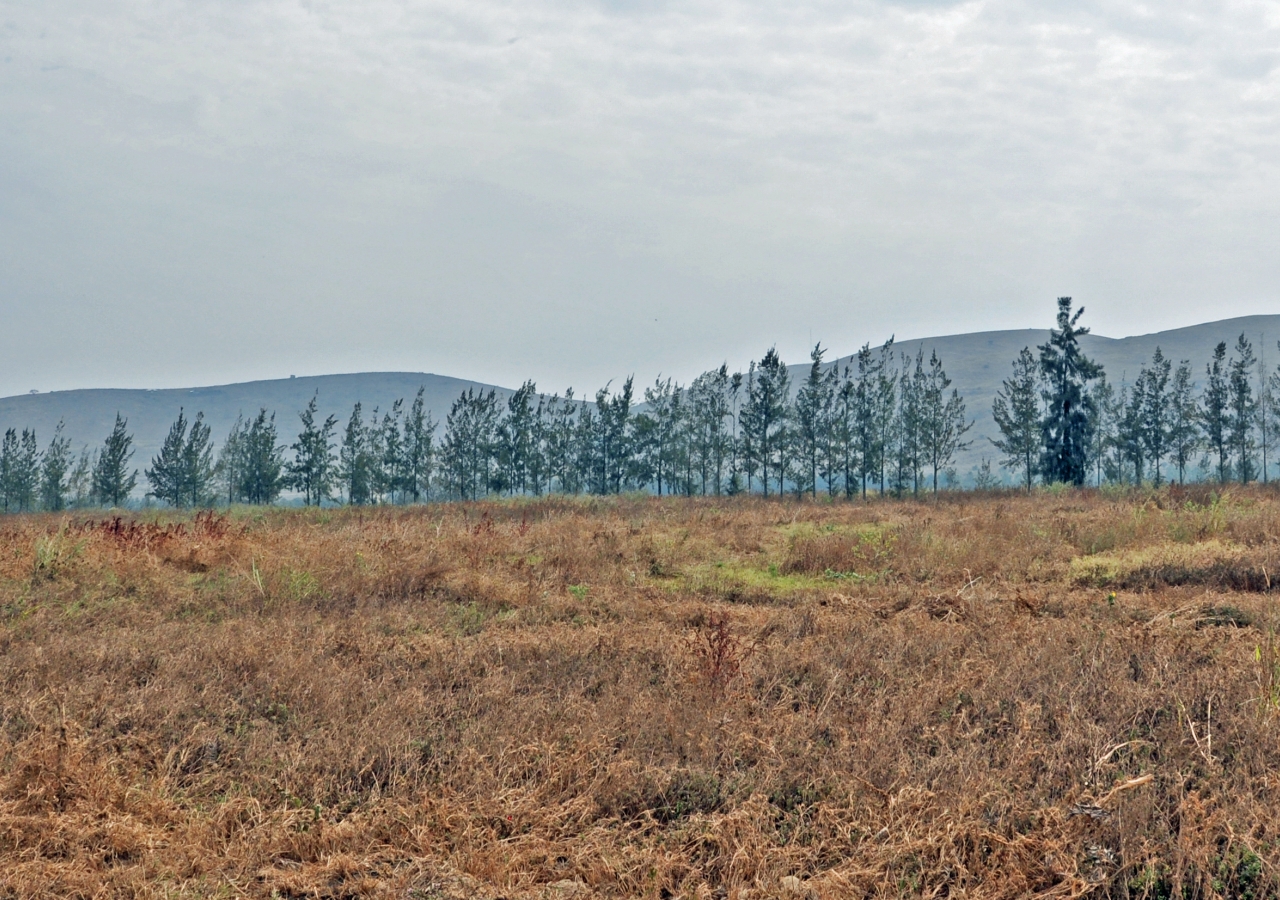 When Hemani arrived at the nursery, weeds dominated a majority of the campus site.