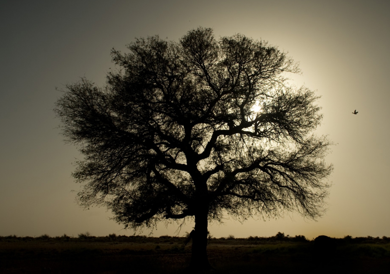 The Kandi tree (Prosopis cineraria), also known by the names Khejri, Loong and Jand, has deep roots, allowing it to survive decades and centuries even in harsh conditions. In addition to being a source of food and medicine, it stabilizes and enriches the 