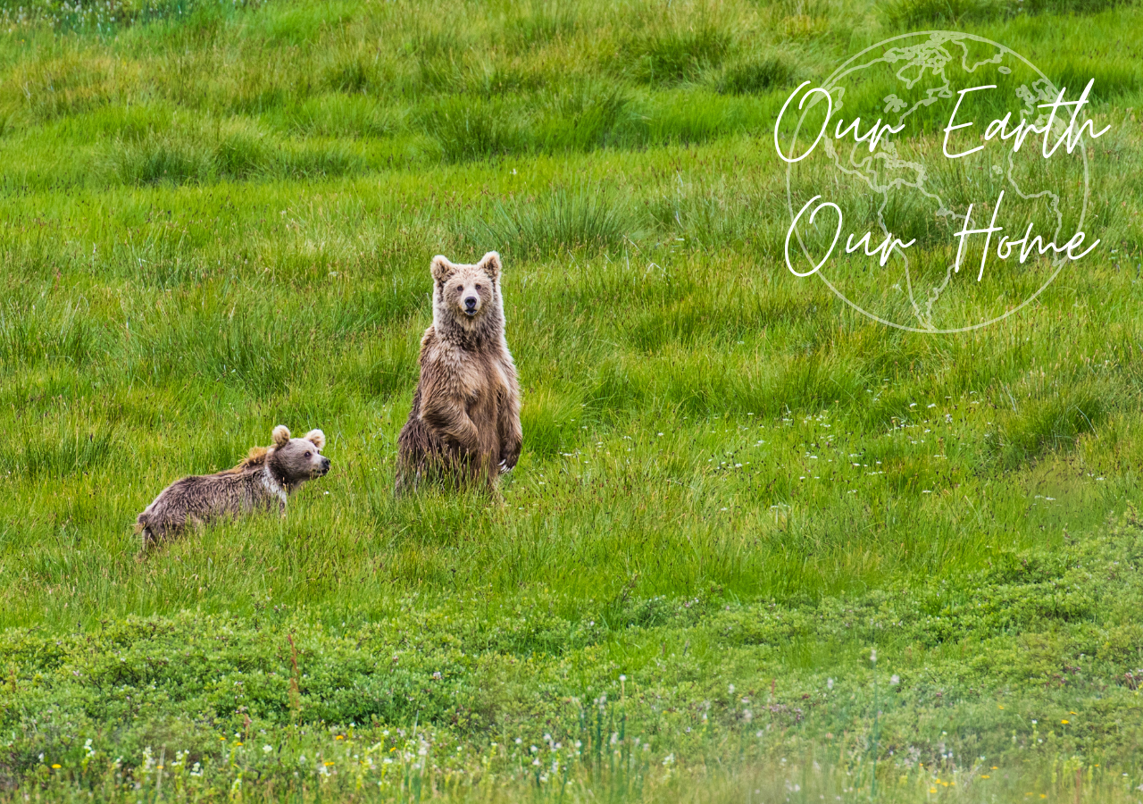 The temperature in the mountains of Central Asia is rising three times faster than the global average, causing a complex chain of negative effects for millions of people, and wildlife such as Himalayan brown bears.