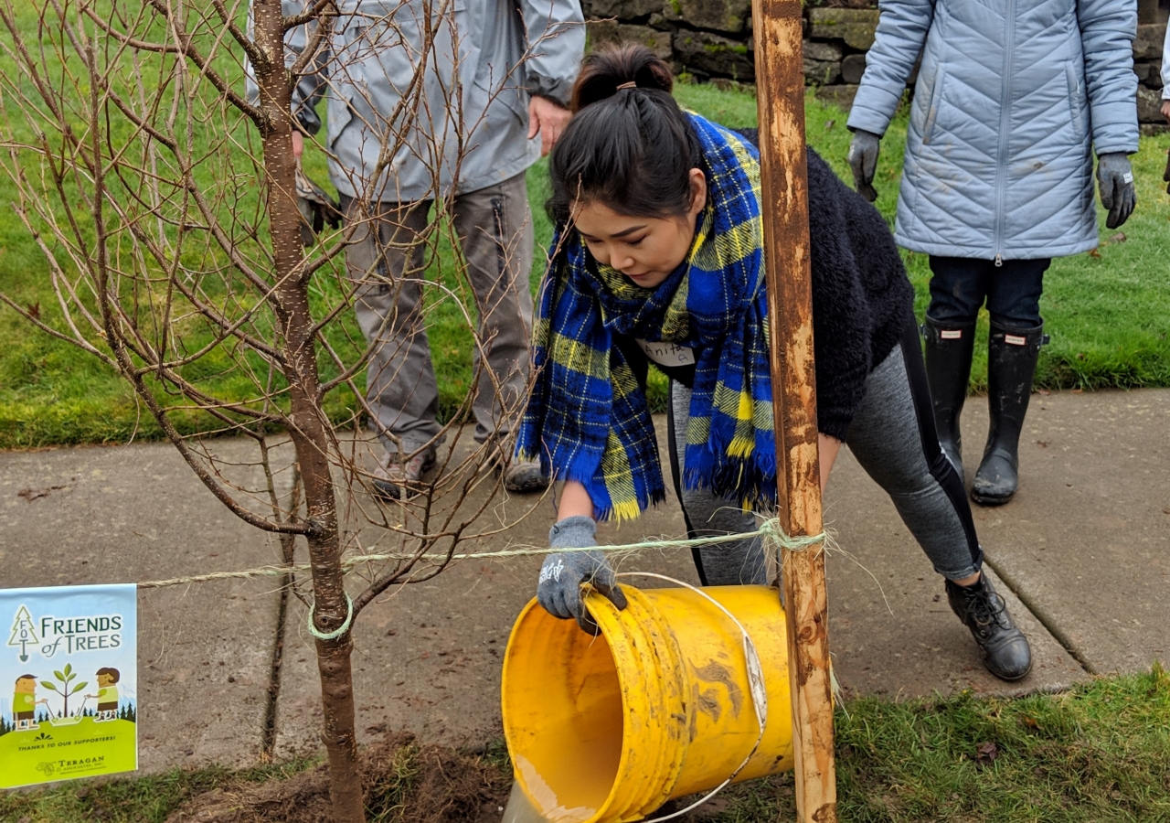 Anita Haidary pours the water to ensure the new tree has enough moisture, and to test the berm created to hold extra water near the base after Portland’s rains.