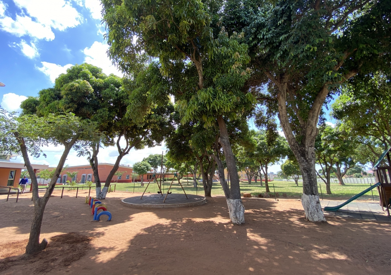 Flora - Mango Trees