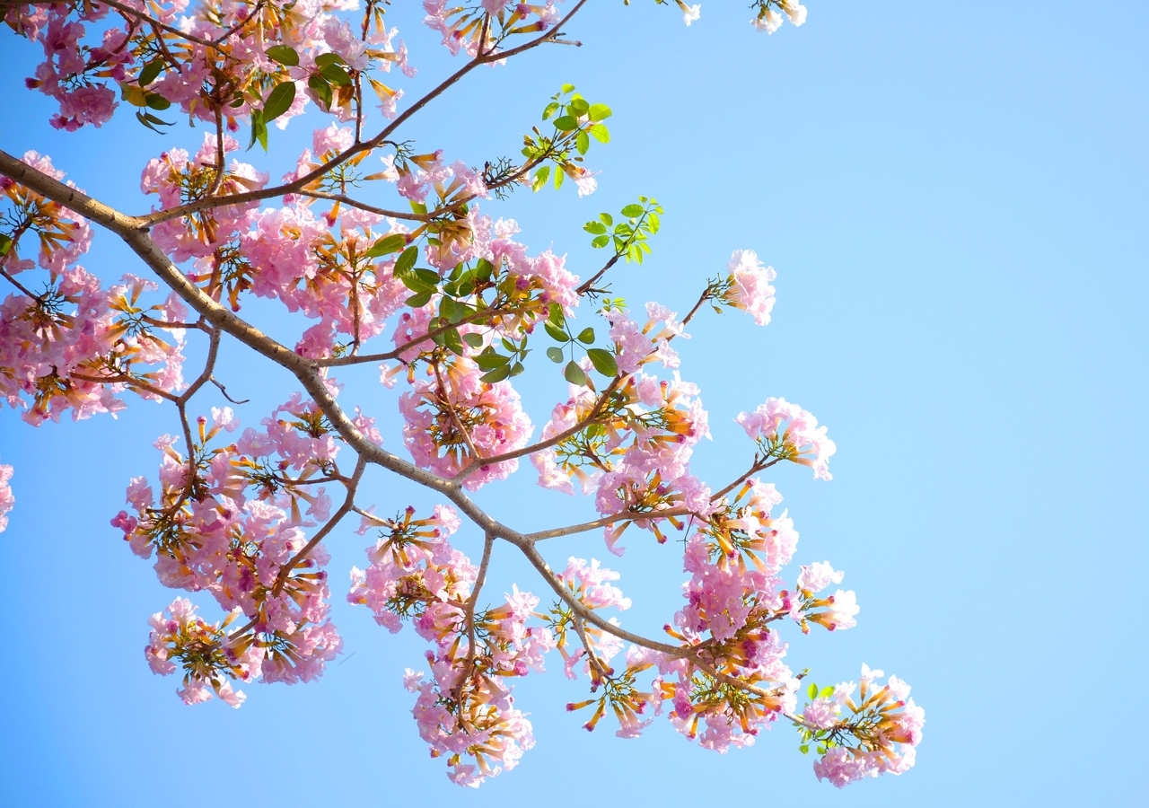 El primer día de primavera trae un aire de esperanza y optimismo. FOTO: LERKRAT TANGSRI 