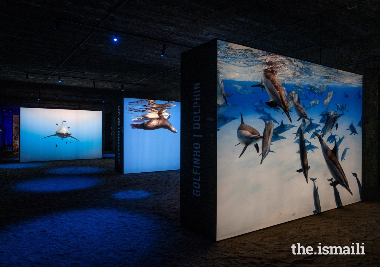 The Living Sea exhibition featured photographs of marine life including dolphins, sea lions, sharks, whales, turtles, and other creatures.