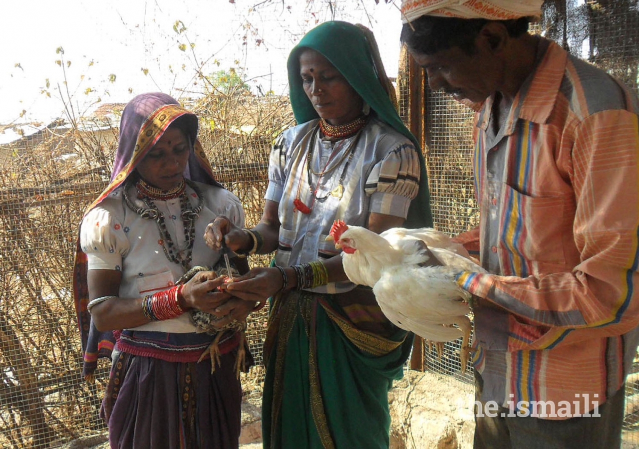 The livestock development program includes dairy, goat rearing, and poultry.