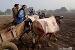 A day in the life of a farmer: GE Expedition participants join in an early morning excursion with Ismaili farmers.