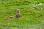 The temperature in the mountains of Central Asia is rising three times faster than the global average, causing a complex chain of negative effects for millions of people, and wildlife such as Himalayan brown bears.