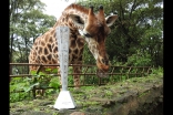 A giraffe inspects the Jubilee Games Fanous in Kenya. Ismaili Council for Kenya