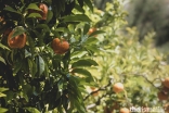 Mandarins grow in the Ismaili Centre's Garden of Fruits, which also includes other species, along with their rich colours and scents.