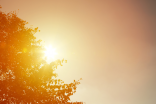 As summer temperatures soar, extreme heat events can be critical tests of survival.