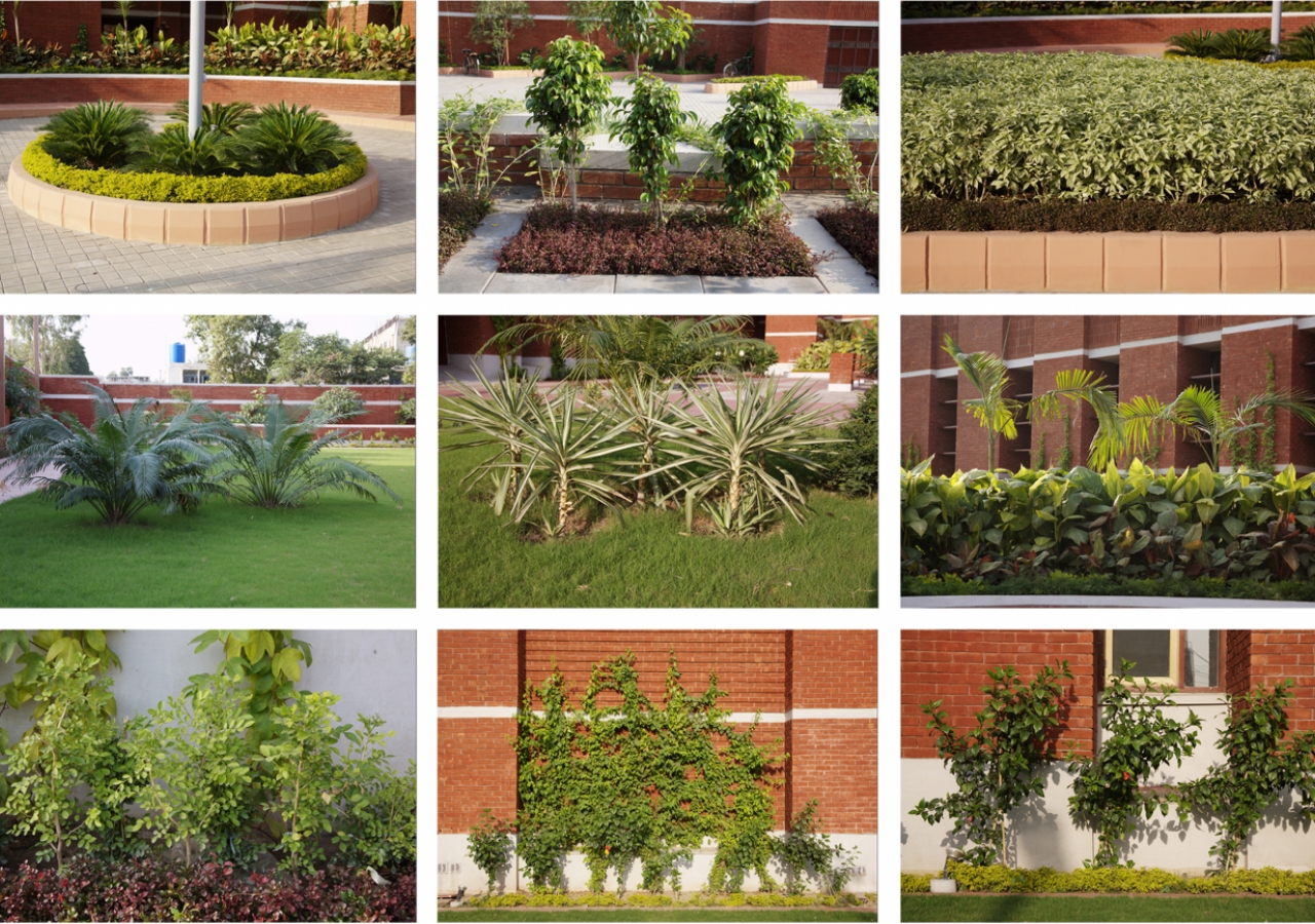 A variety of indigenous shrubs and plants can be found in the gardens and courtyards of the Lahore Jamatkhana complex.