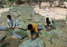 Workers plant on the micro-habitat mounds in Sunder Nursery in March 2010.