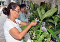 Plants are prepared as decoration for the Jamatkhana premises.