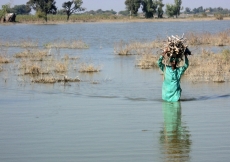 Carrying fire wood across the water in Sindh.