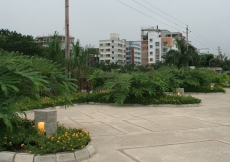 A view of the shrubs and plants at the entrance opposite the main building facade.