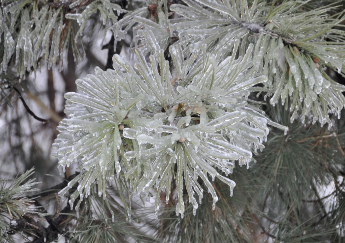 The ice storm left hundreds of thousands of families in the Toronto area stranded for days in their homes without electric power or heat in frigid winter temperatures.