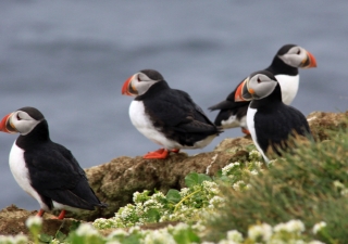 Puffins breed in large colonies on coastal cliffs and islands. Together with other seabirds, they are threatened by habitat destruction due to climate change and pollution.