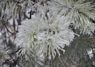 The ice storm left hundreds of thousands of families in the Toronto area stranded for days in their homes without electric power or heat in frigid winter temperatures.