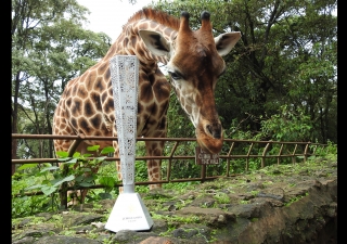 A giraffe inspects the Jubilee Games Fanous in Kenya. Ismaili Council for Kenya