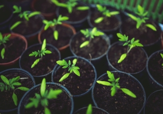 Ismaili youth from around the world have been making strides to bring about positive environmental change.