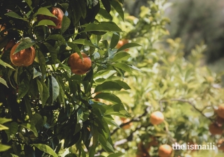 Mandarins grow in the Ismaili Centre's Garden of Fruits, which also includes other species, along with their rich colours and scents.