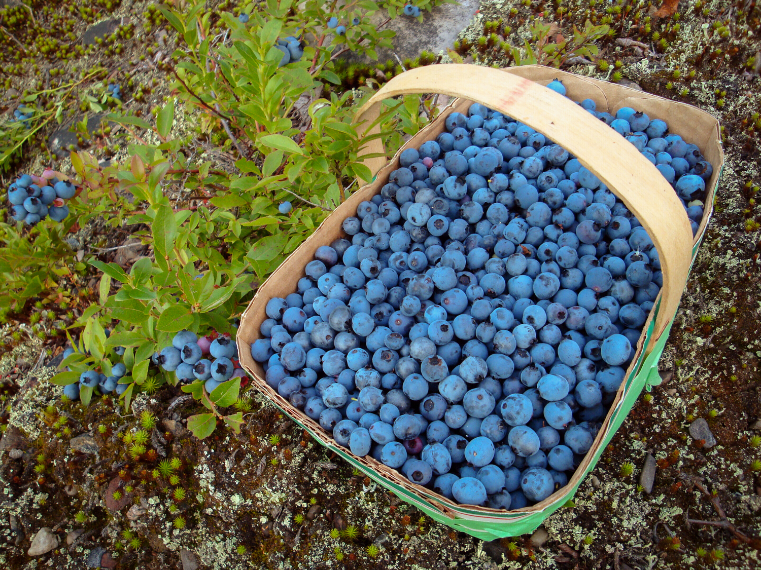 Beluberries