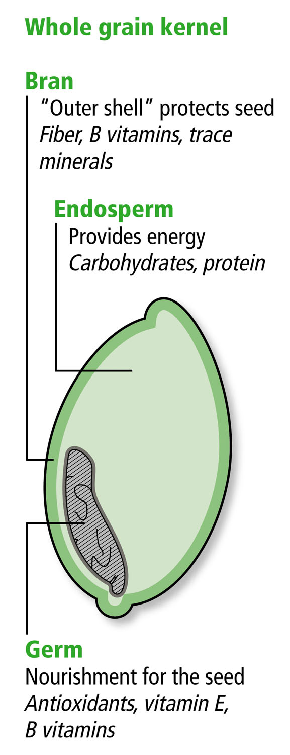 Anatomy of a whole grain kernel. Drawing: US Department of Agriculture