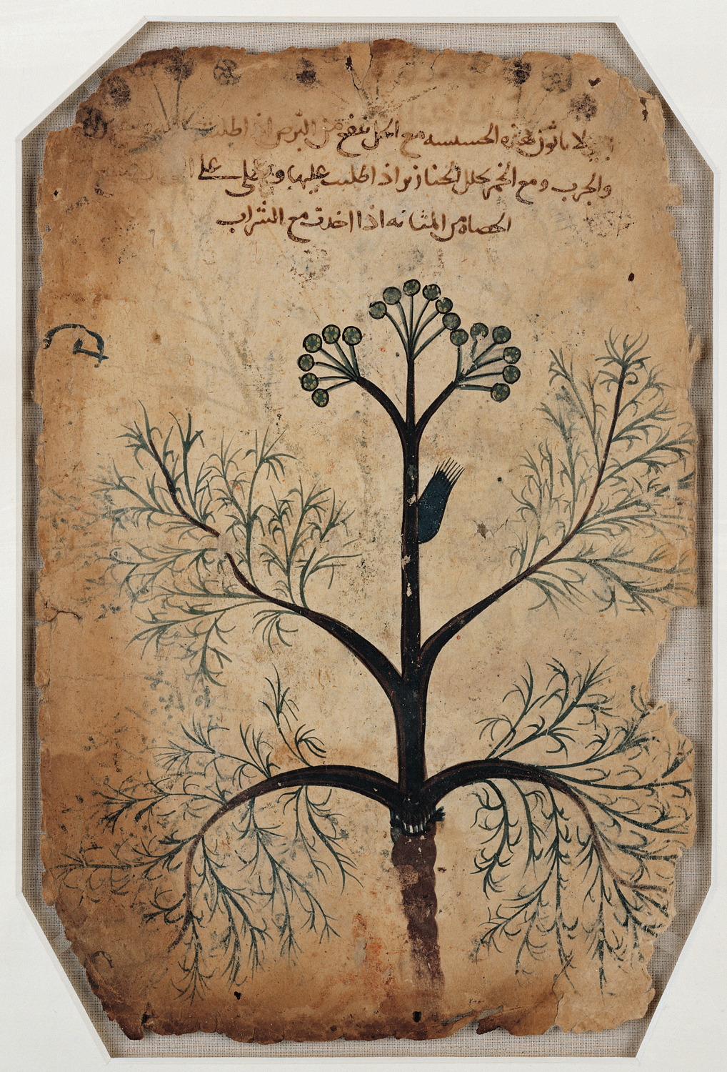 Folio from De Materia Medica (Iraq, circa 1200). First translated into Syriac and then into Arabic, the work became a widely used manuscript for Islamic studies of pharmacology. Photo: Courtesy of the Aga Khan Trust for Culture