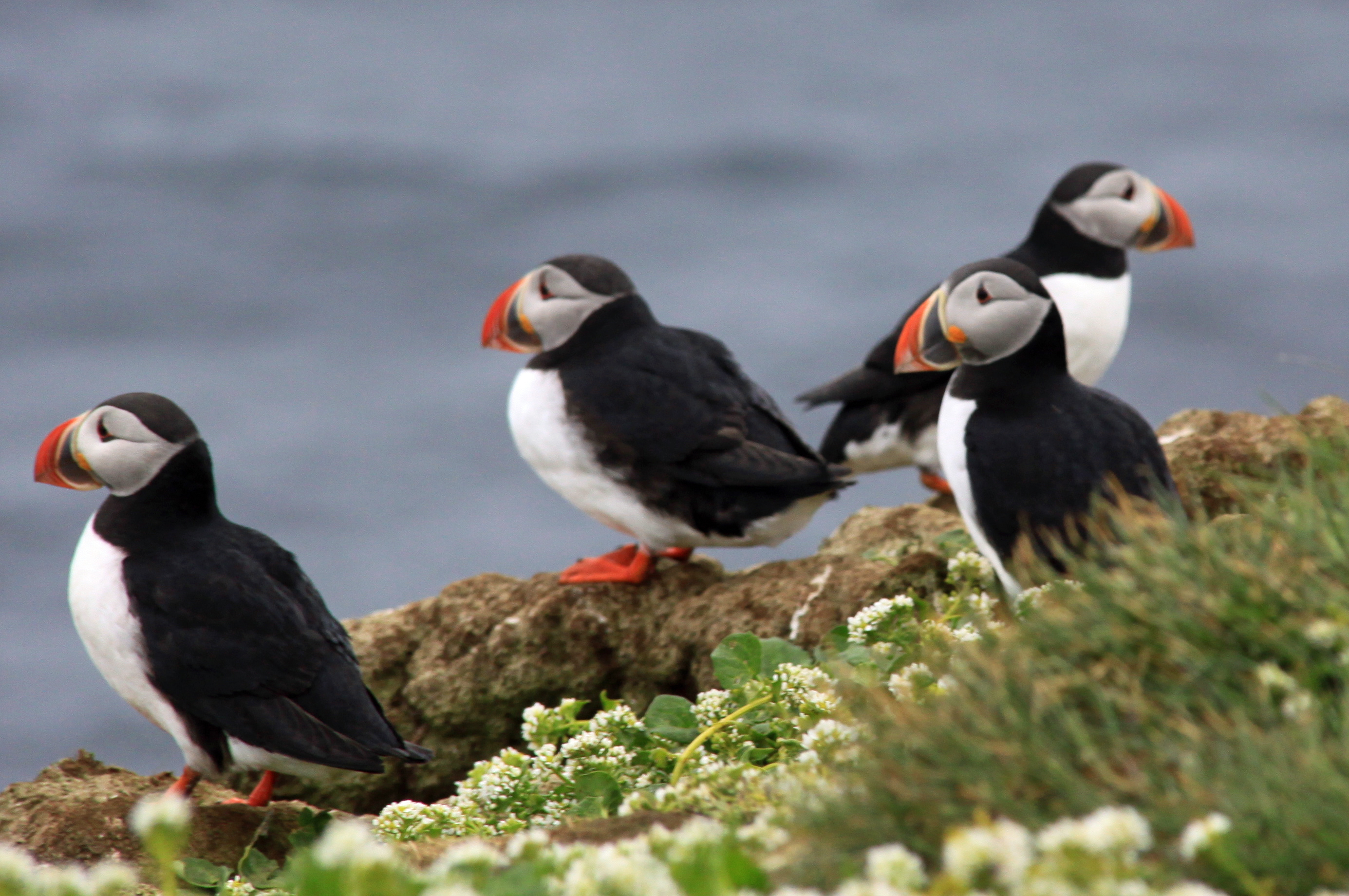 Puffins breed in large colonies on coastal cliffs and islands. Together with other seabirds, they are threatened by habitat destruction due to climate change and pollution. Photo: Chris Goldberg