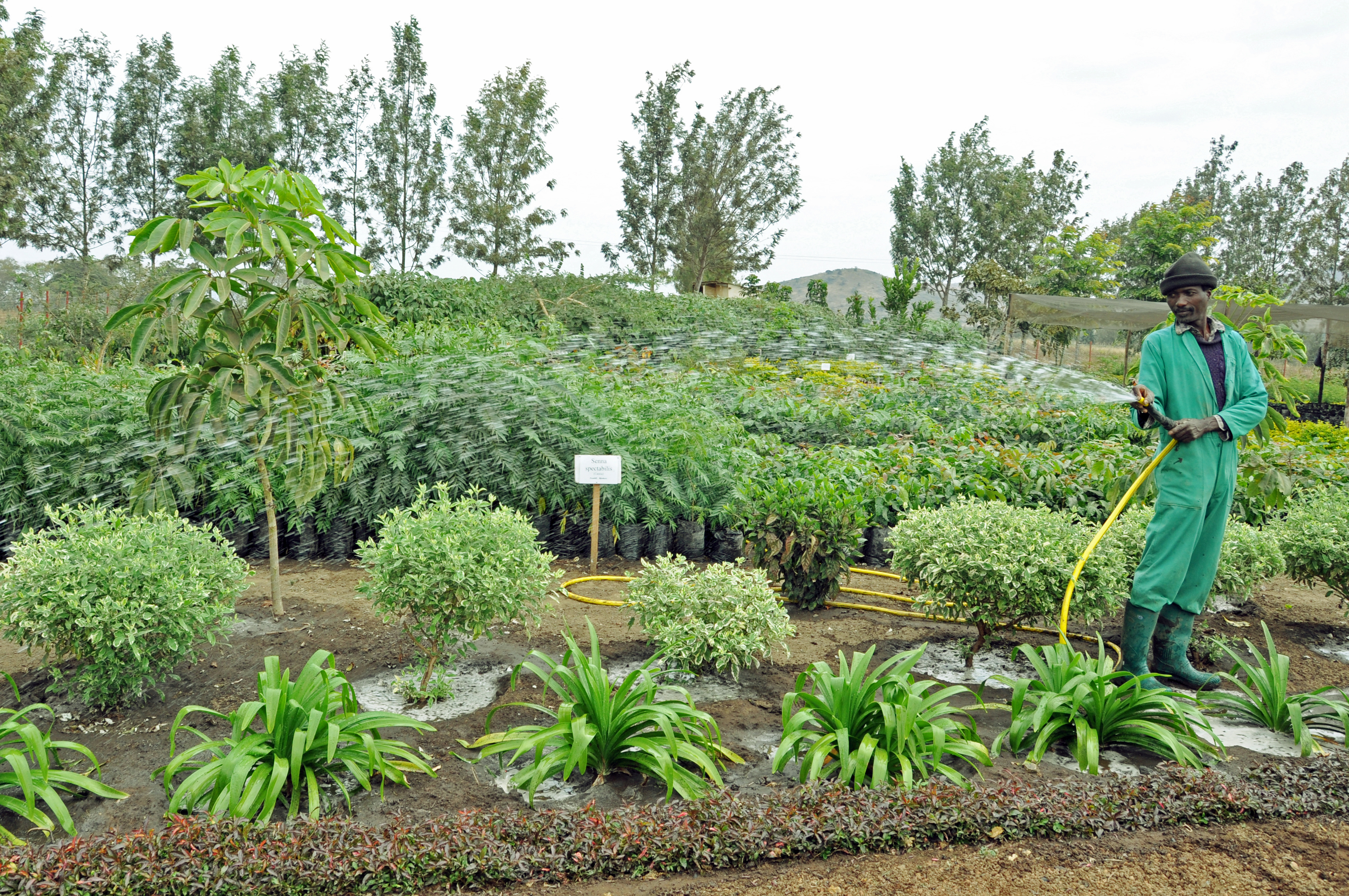 Nursery staff refer to the plants and trees as “Roshan's children”. She watches how local Tanzanians plant and has tried to blend the nursery with the local environment. Photo: AKU / Fateema Z. Ramji