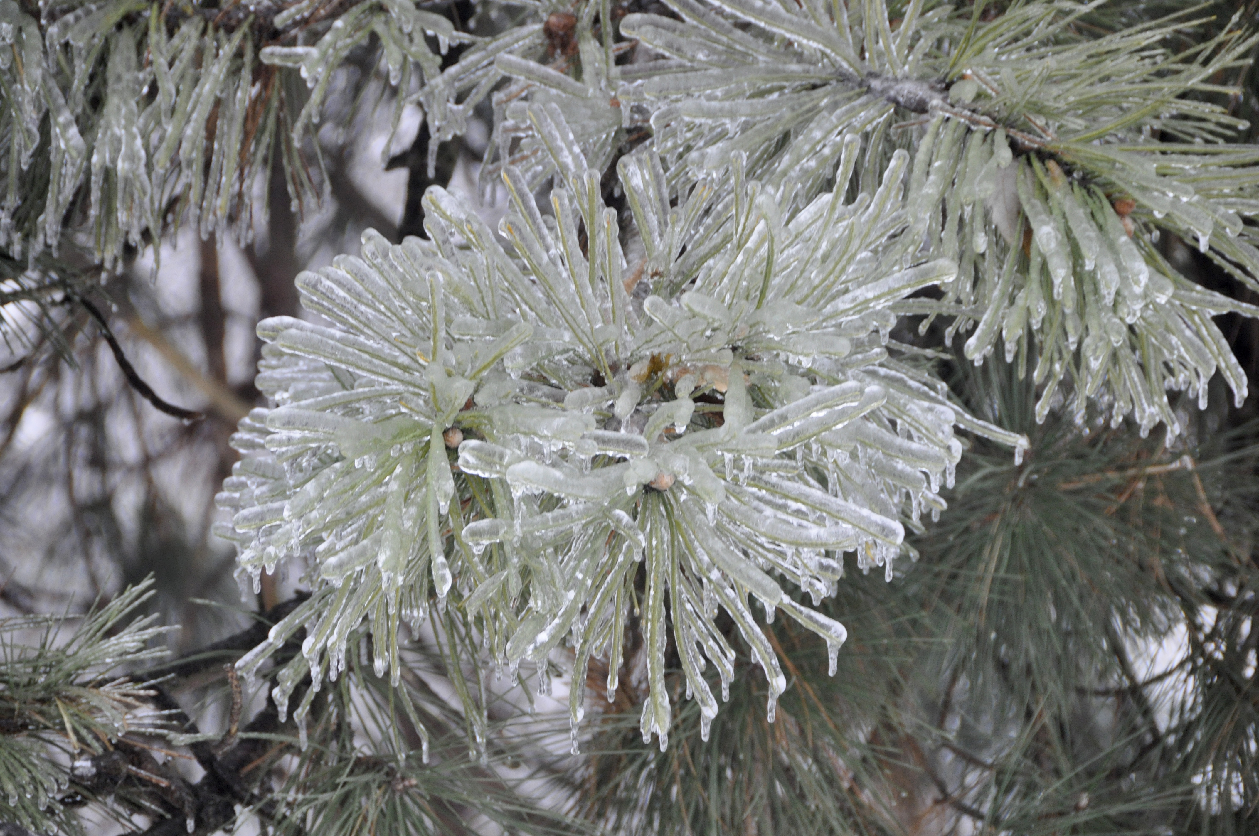 The ice storm left hundreds of thousands of families in the Toronto area stranded for days in their homes without electric power or heat in frigid winter temperatures. Photo: Courtesy of the Ismaili Council for Canada